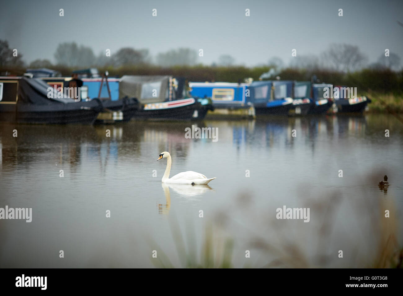 Overwater Marina, Coole Lane, Newhall, Nantwich, Cheshire per via navigabile opaco giorno umido meteo grigio grigio swan singolo in linee di acqua di Foto Stock