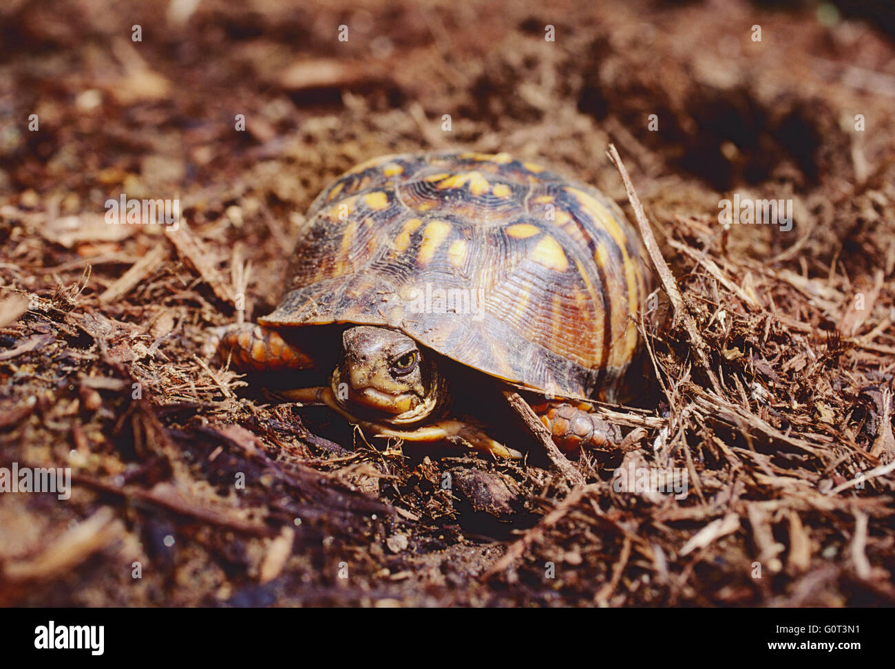 Femmina Tartaruga scatola di nido di scavo; la deposizione delle uova; se in Pennsylvania, STATI UNITI D'AMERICA Foto Stock