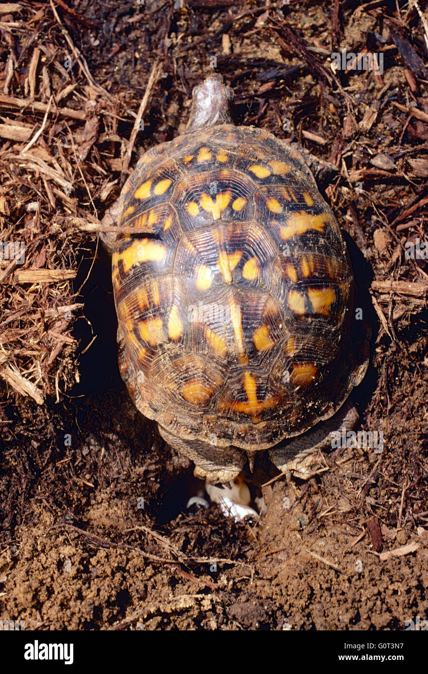 Femmina Tartaruga scatola di nido di scavo; la deposizione delle uova; se in Pennsylvania, STATI UNITI D'AMERICA Foto Stock