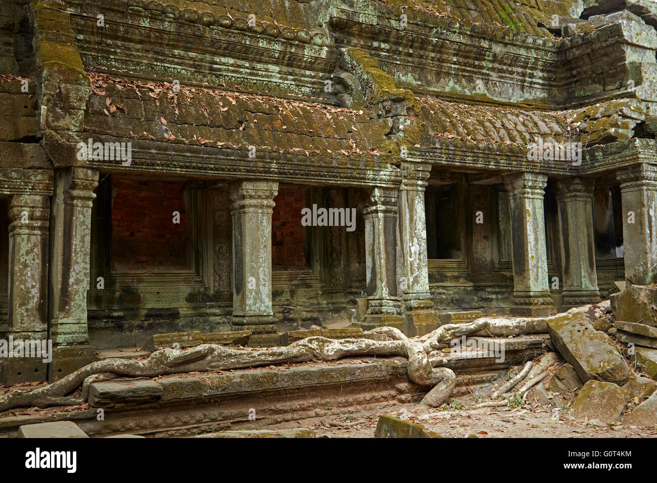 Ta Prohm rovine del tempio (XII secolo), Angkor Sito Patrimonio Mondiale, Siem Reap, Cambogia Foto Stock