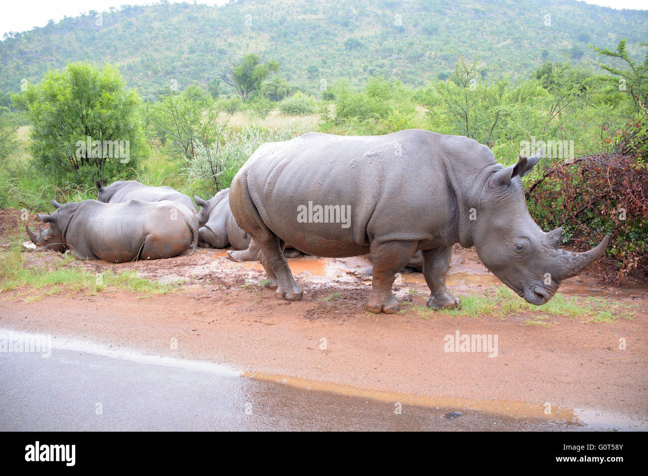 Africa rinoceronte bianco crash godendo la pioggia e giacente in una piscina di fango Foto Stock