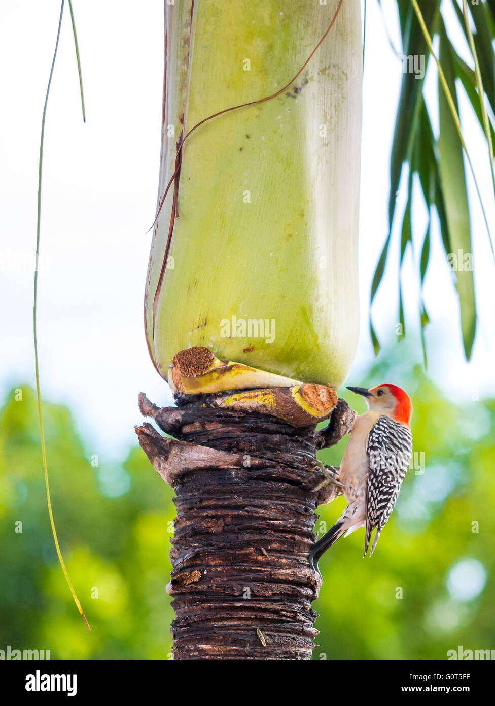 Rosso-Picchio panciuto (Melanerpes carolinus) Foto Stock