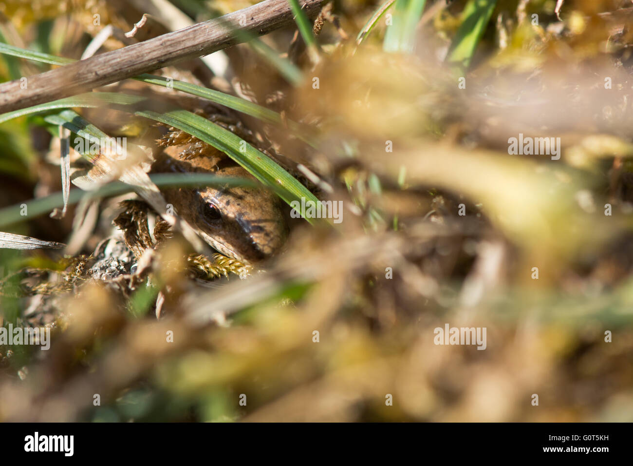 Slow worm (Anguis fragilis) nascosto tra il sottobosco. Una lucertola legless nella famiglia Anguidae, superbamente mimetizzata in basso Foto Stock