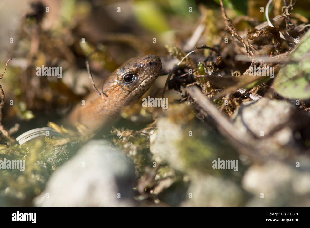 Slow worm (Anguis fragilis) visibile tra il sottobosco. Una lucertola legless nella famiglia Anguidae, superbamente mimetizzata in basso Foto Stock