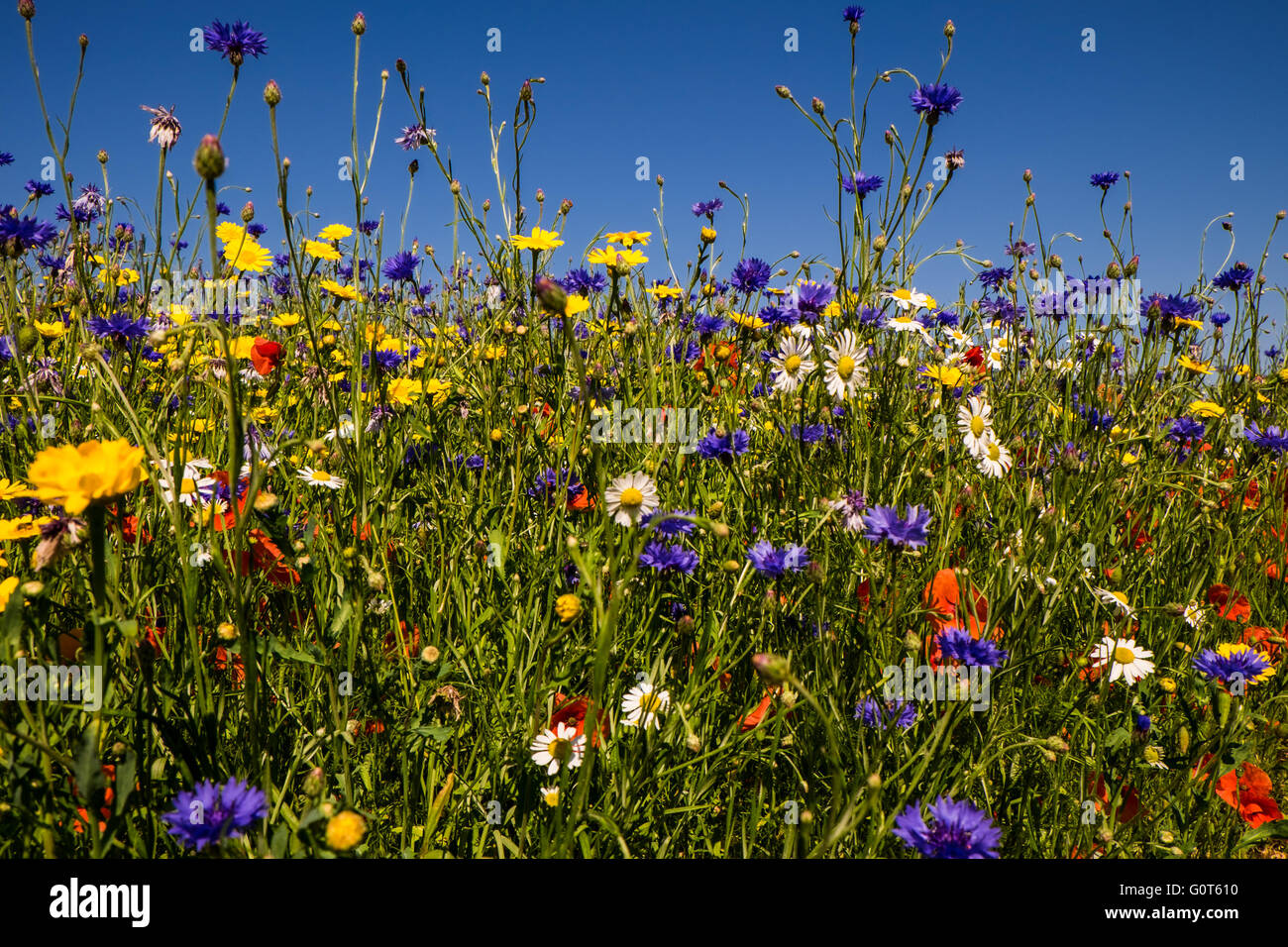 Prato di fiori selvaggi con papaveri e cornflowers sotto un cielo blu chiaro Foto Stock