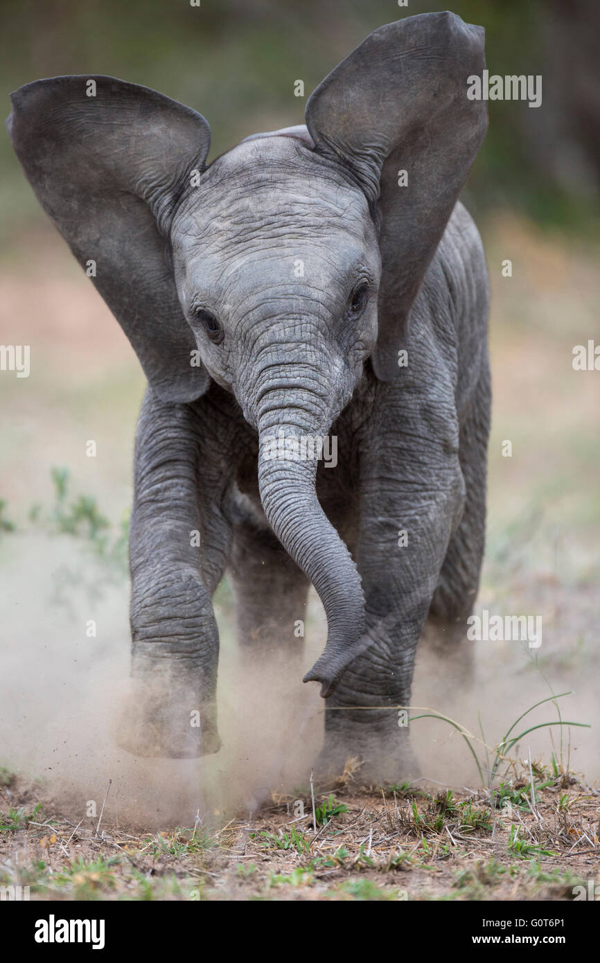 I giovani africani bull elefante africano (Loxodonta africana) simulazione di carica e sollevando la polvere con i suoi orecchi sbattimento Foto Stock