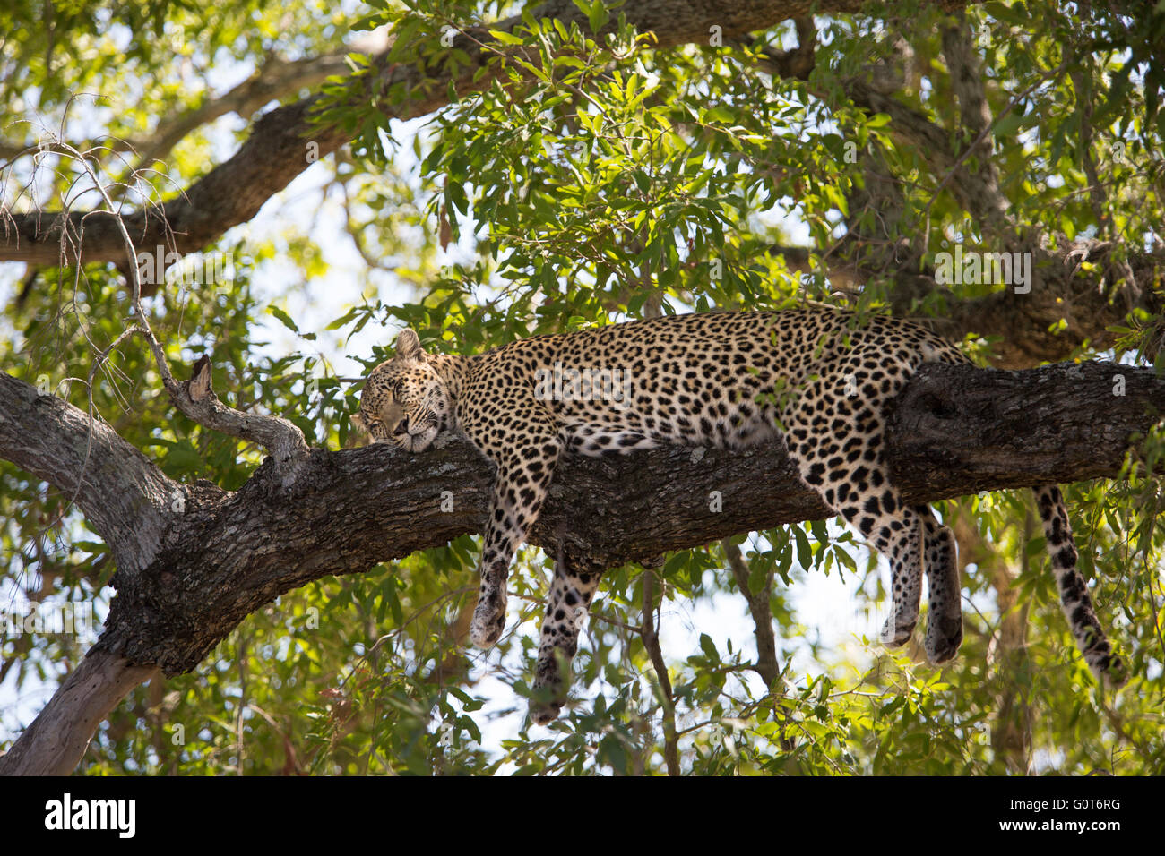 Leopard dormendo pacificamente su un ramo in un ombroso Jackalberry tree Foto Stock