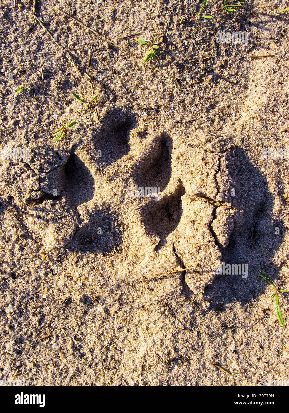 Cani solo paw stampa sulla sabbia. Gli sfondi di natura. Foto Stock