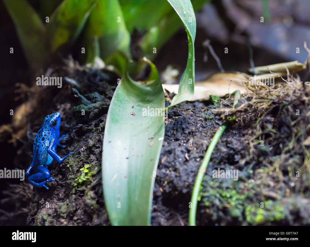 Blue poison dart frog Foto Stock