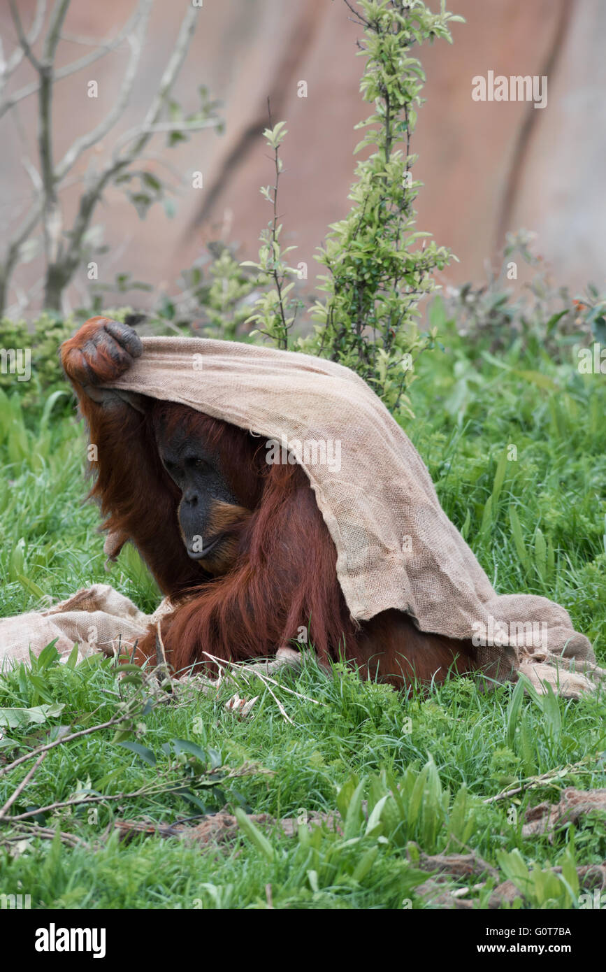 Orangutan andando a nascondersi Foto Stock