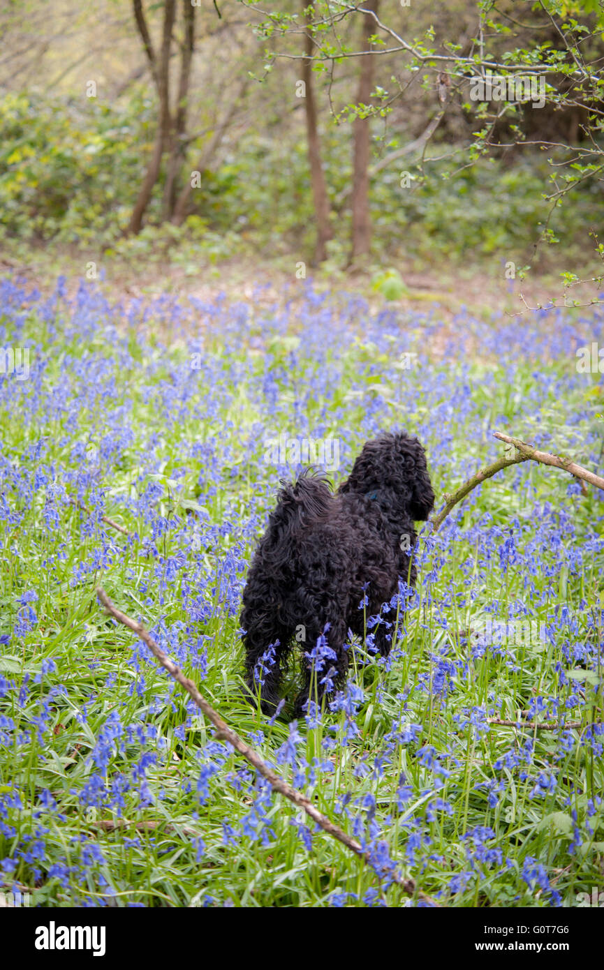 Un giovane nero Cockapoo cane su una passeggiata nei boschi in una giornata di sole. Foto Stock