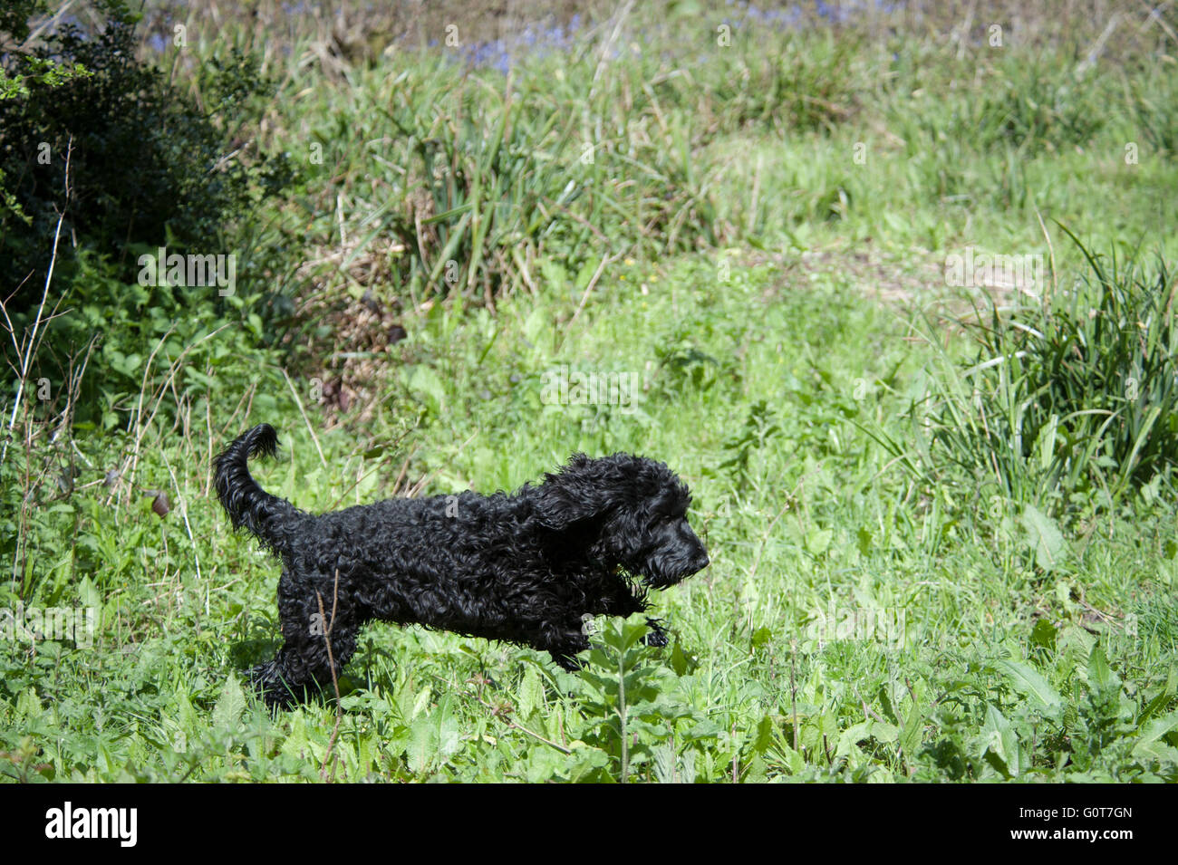 Un giovane nero Cockapoo cane su una passeggiata nei boschi in una giornata di sole. Foto Stock