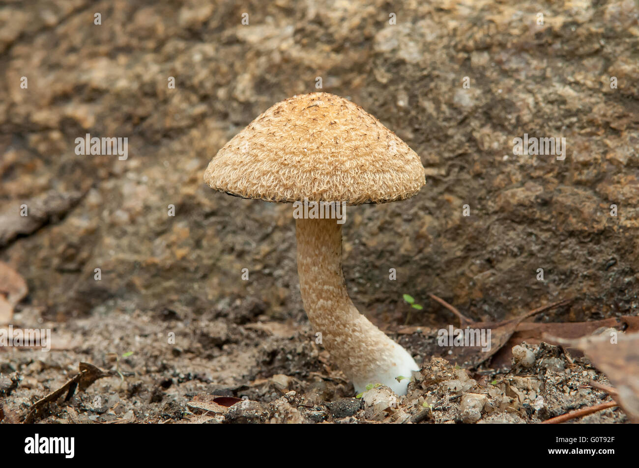 Psathyrella hirtosquamulosa in Wilsons Promontory NP, Victoria, Australia Foto Stock