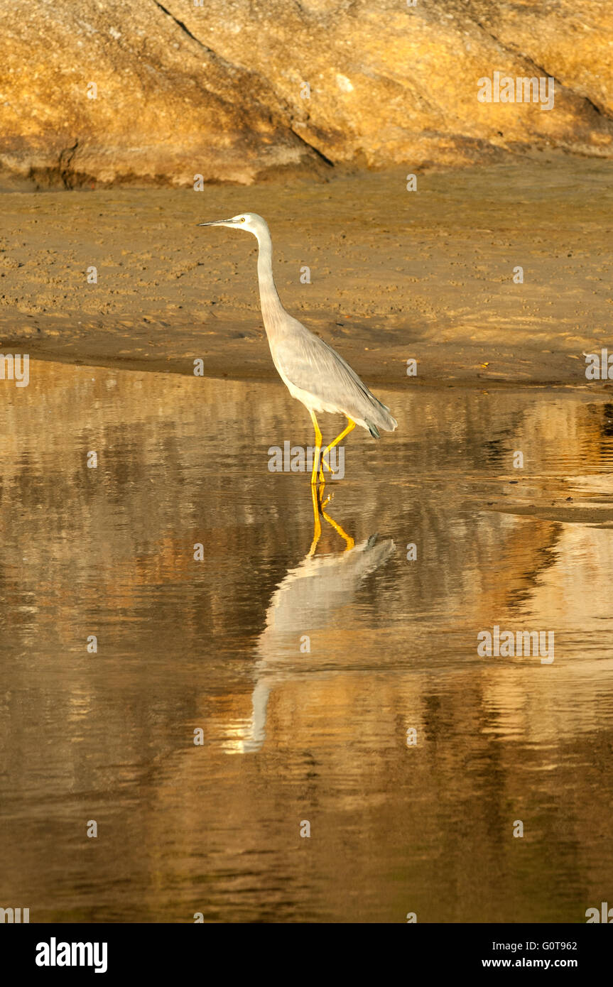 Di fronte bianco-airone cenerino, Egretta novaehollandiae al fiume di marea Foto Stock