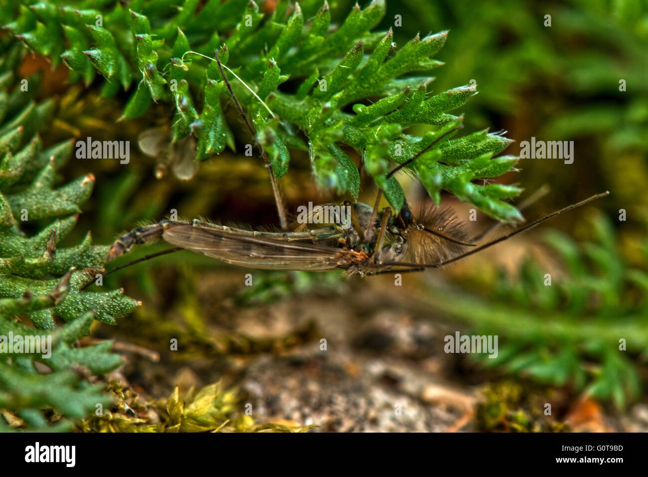 Un maschio non mordere midge - Chironomus luridus a Marsworth serbatoio, Buckinghamshire, UK Foto Stock