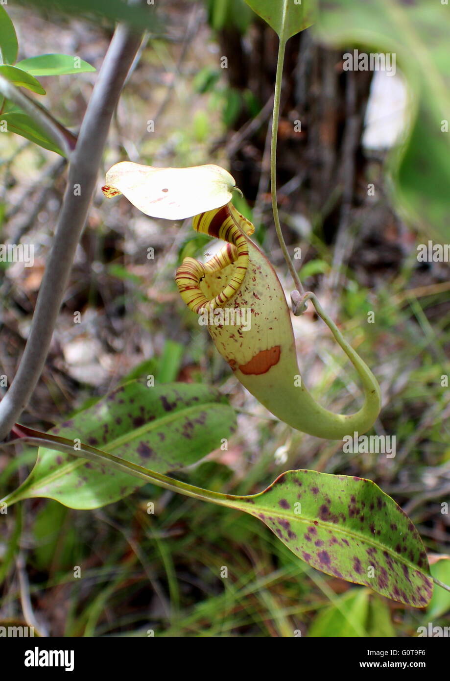 Una nepenthes in una giungla secondario. Questo insettivori pianta è noto anche come pianta brocca a causa della sua forma o tazza di scimmia. Foto Stock
