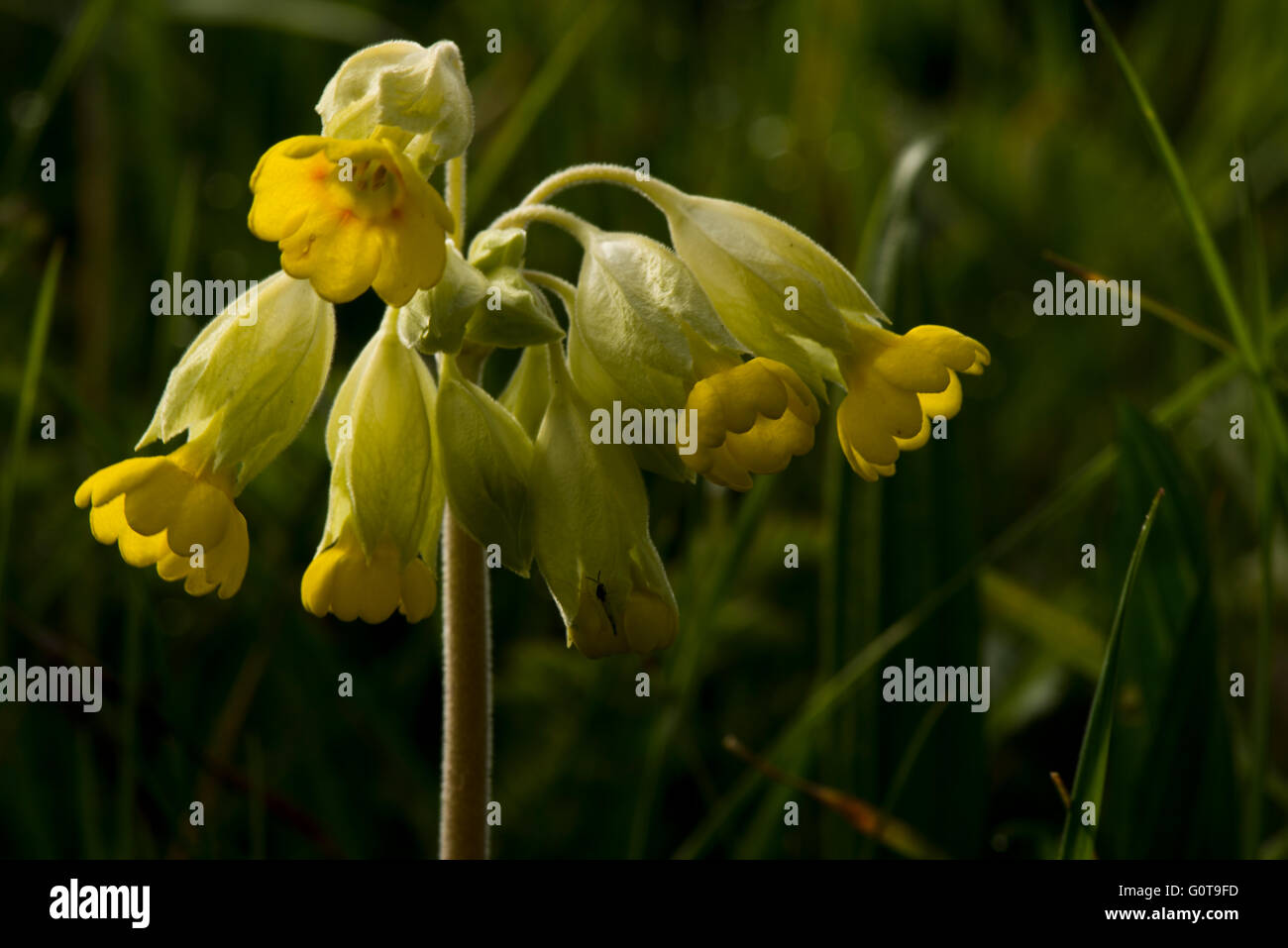 Cowslip comune - Primula veris. Immagine presa al serbatoio Wilstone, Hertfordshire, Regno Unito Foto Stock