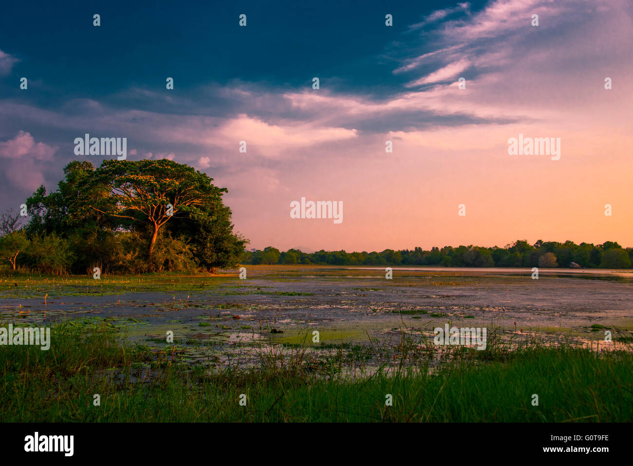 Tramonto a Morawewa, Sri Lanka Foto Stock