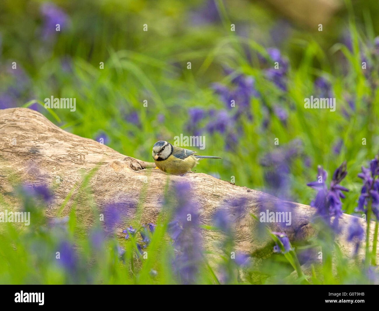 Tit blu coppia (Cyanistes caeruleus) rovistando nel bosco impostazione. 'Depicted, isolato su un tronco di legno", circondato da Blue Bells Foto Stock