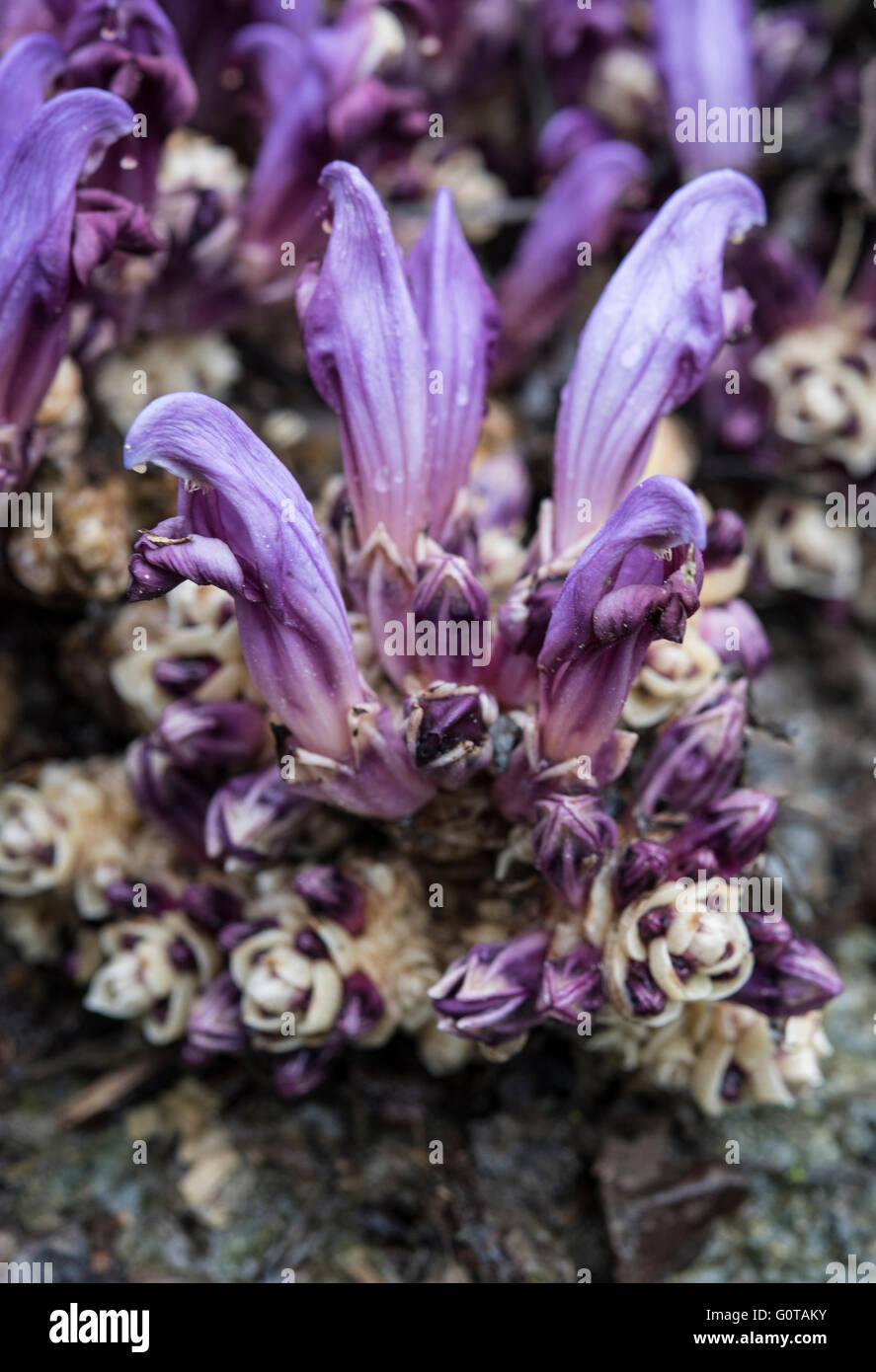 Lathraea clandestina, Purple Toothwort, crescendo su Willow, Asturias, Spagna. Aprile. Foto Stock