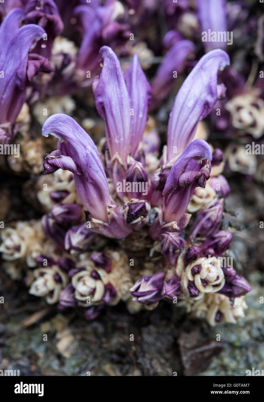 Lathraea clandestina, Purple Toothwort, crescendo su Willow, Asturias, Spagna. Aprile. Foto Stock