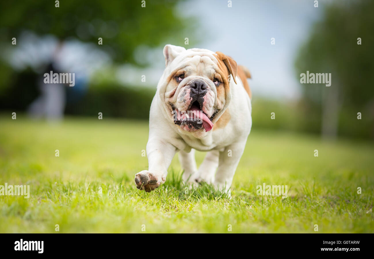 Bulldog inglese cane a camminare nel giardino Foto Stock