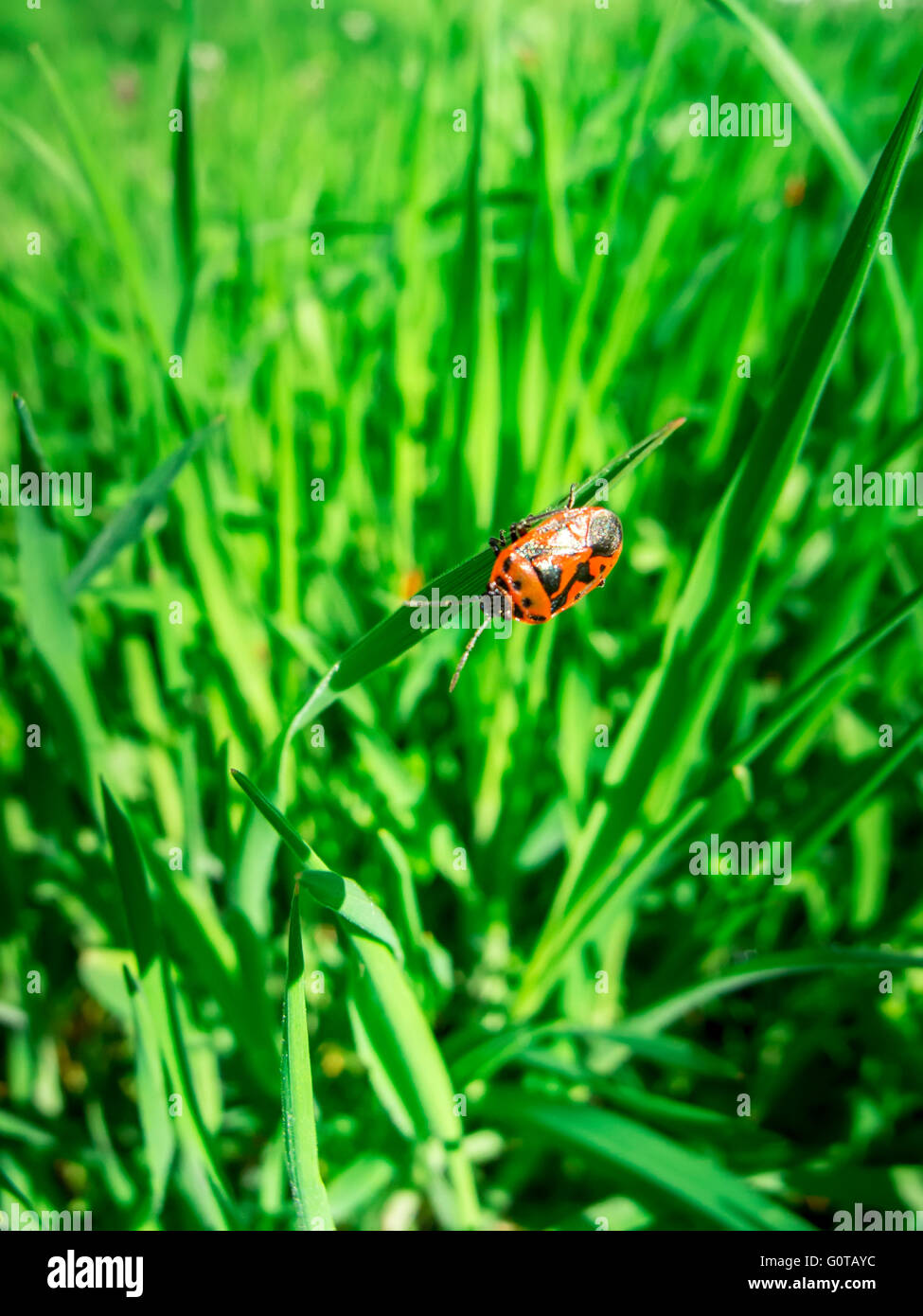 Beetle bug-soldato sull'erba verde, rosso e nero beetle Foto Stock