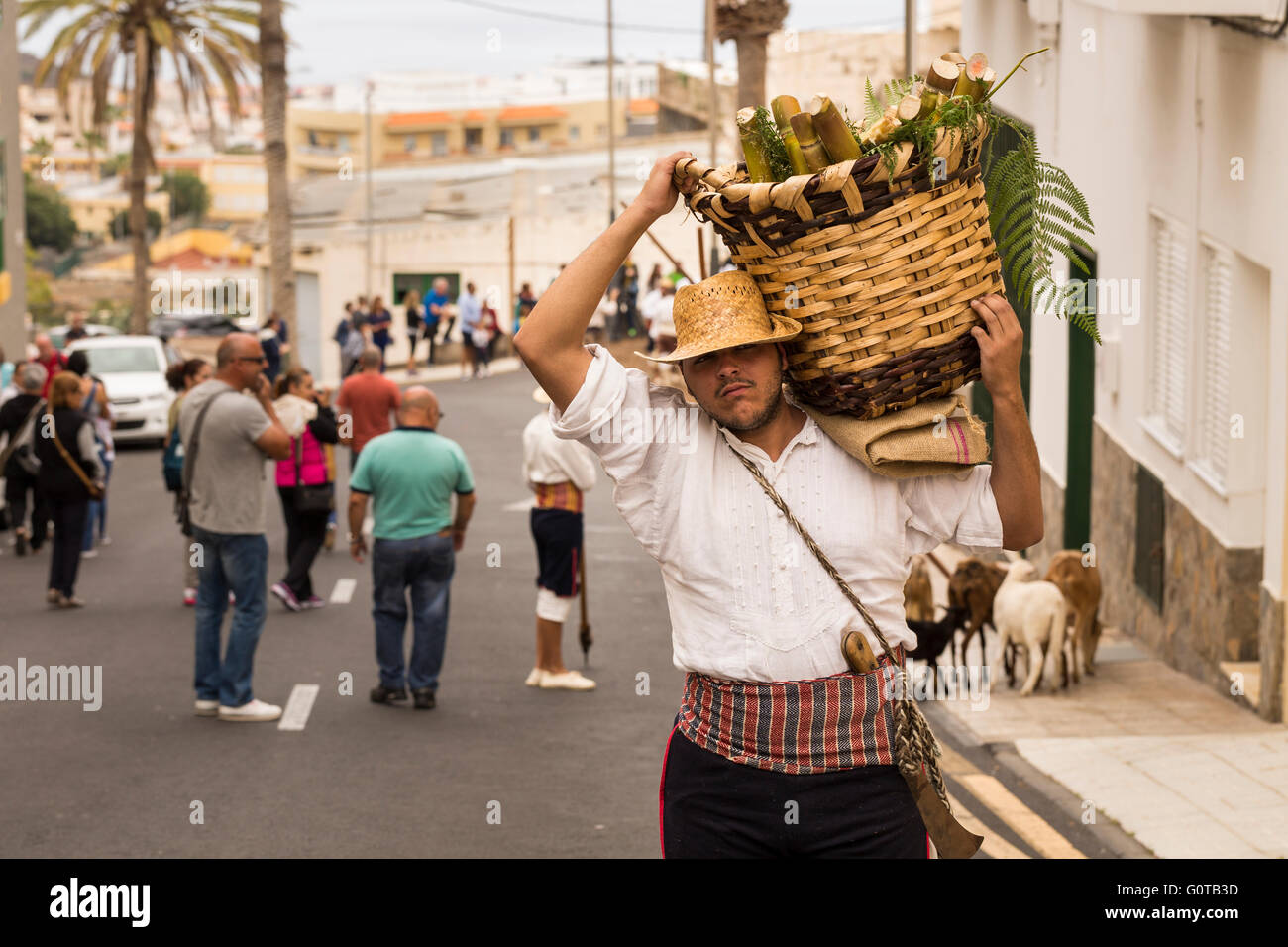 Uomo che porta un cesto di vimini con lunghezze di taglio della canna da zucchero, parte di un percorso teatrale attraverso Adeje, Tenerife, Isole Canarie Foto Stock