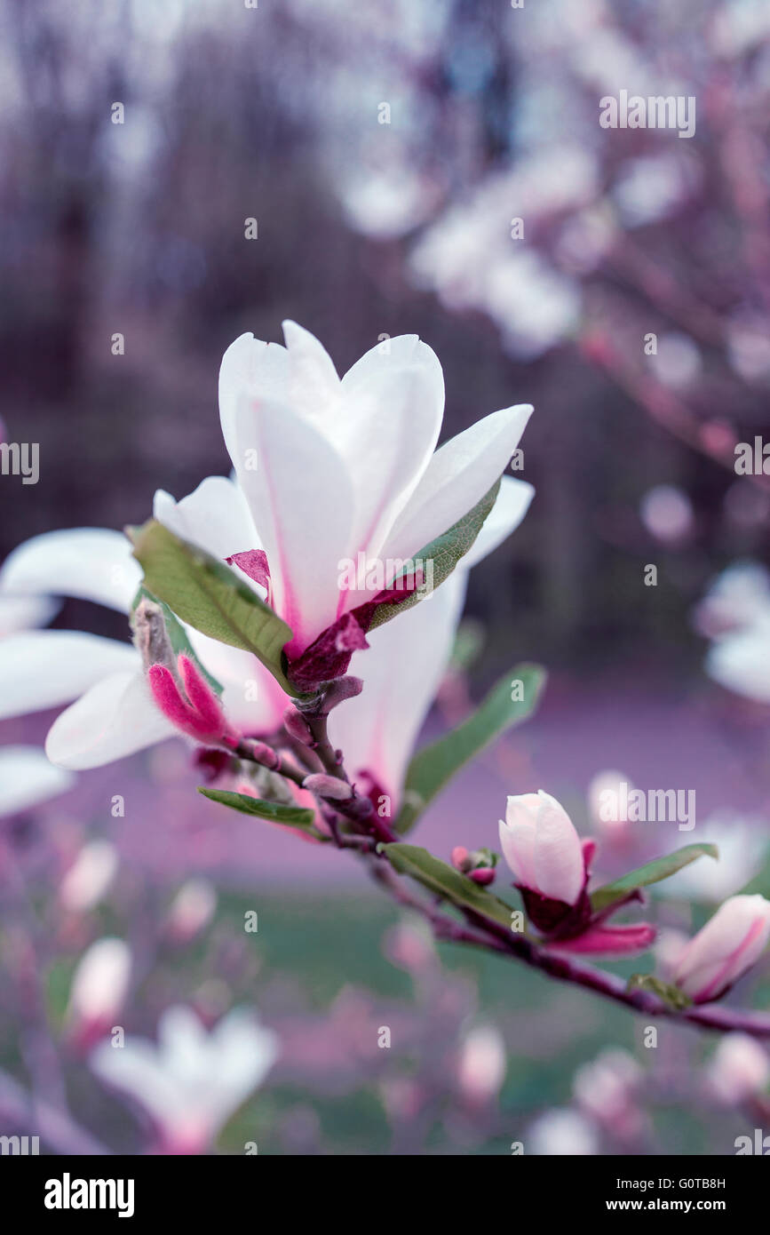 Bella bianco magnolia in primavera con soft focus Foto Stock