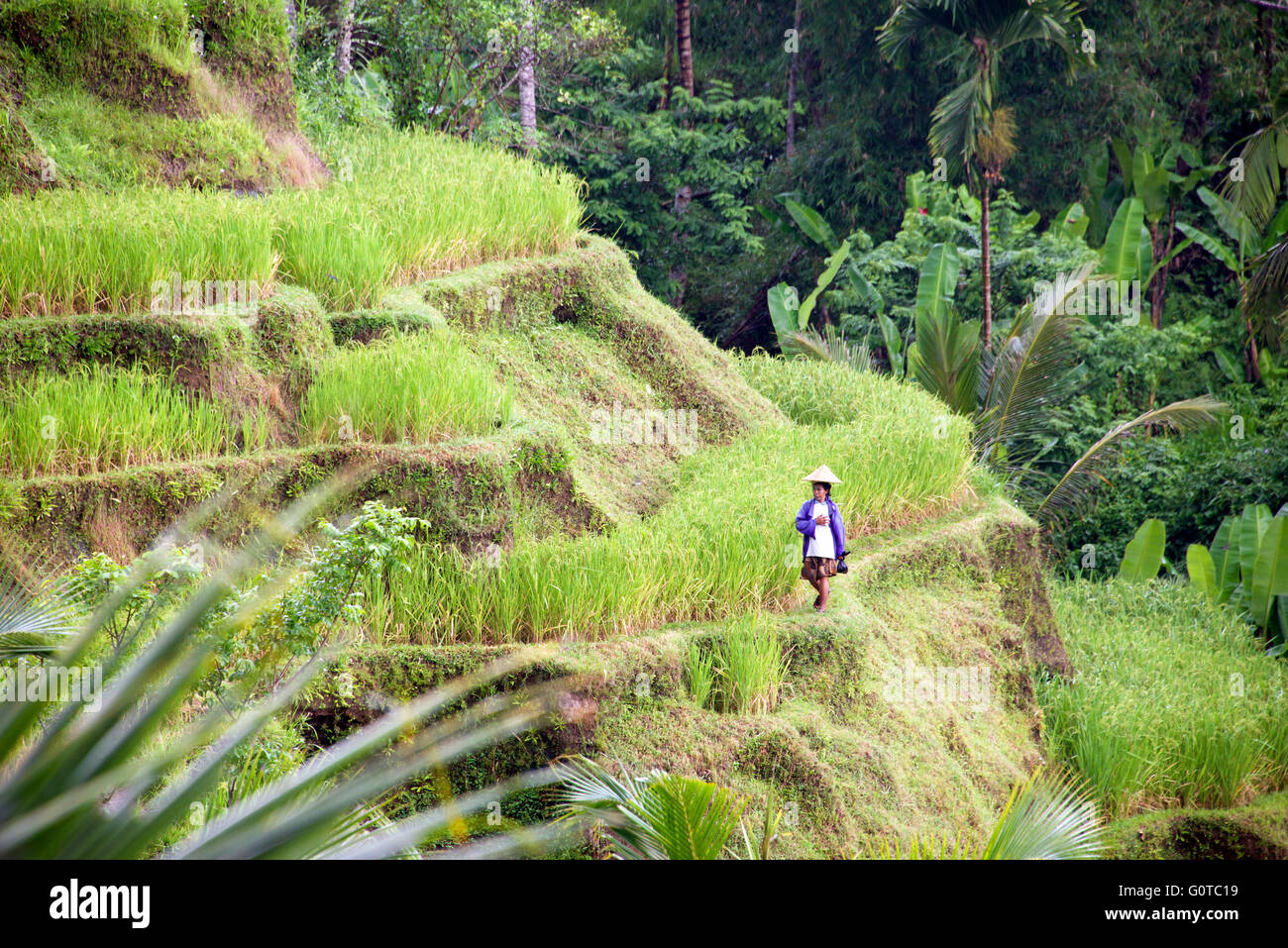 Donna Balinese indossando cappello conico Tegallalang terrazze di riso Ubud Bali Indonesia Foto Stock