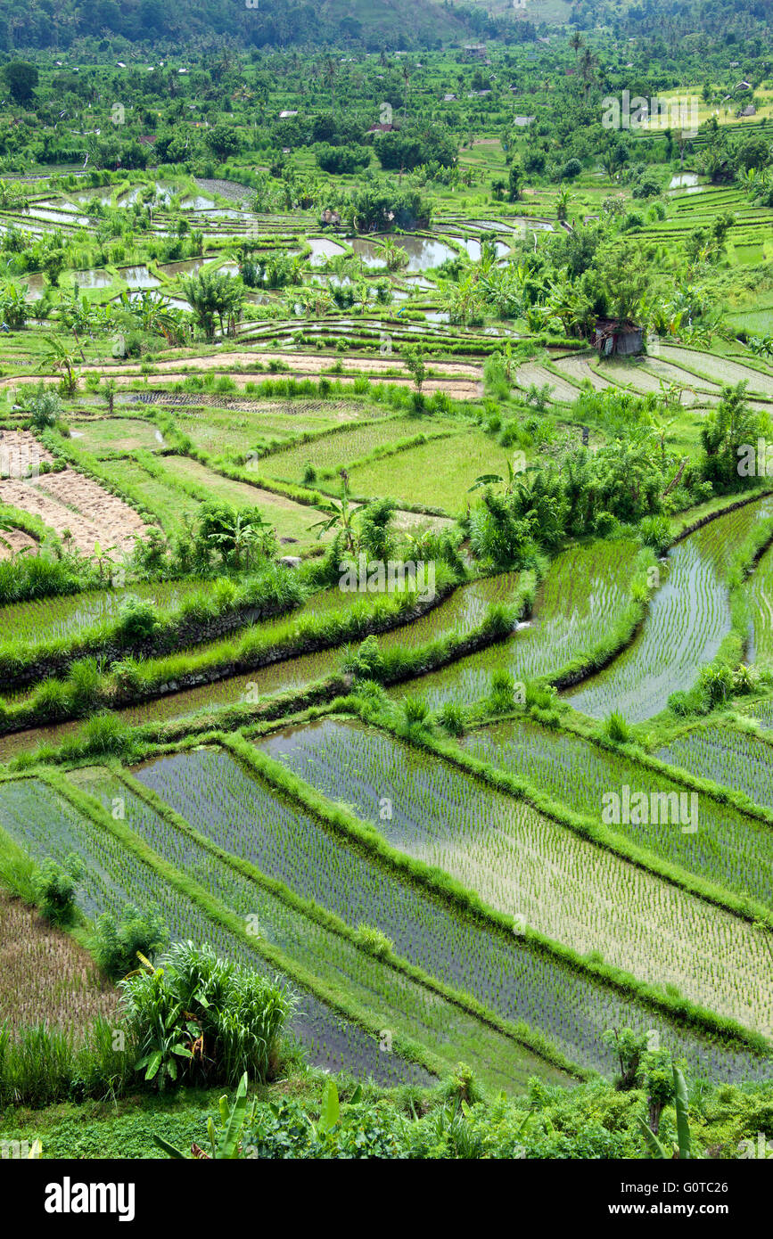 Paesaggio rurale con risaie Abang Bali Indonesia Foto Stock