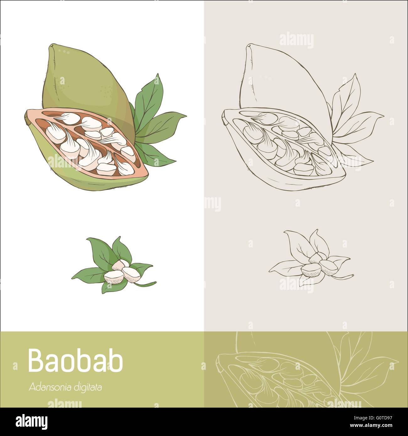 Disegnata a mano baobab frutti con foglie e semi, disegno botanico Illustrazione Vettoriale
