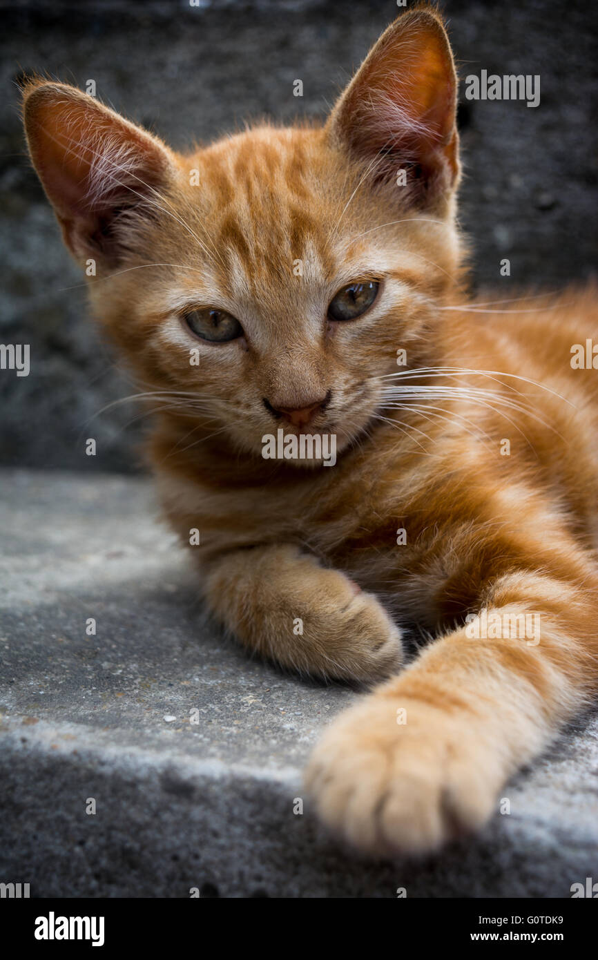 Lo zenzero bianco Gatto sdraiato sulle scale di grigio e guardando dritto con una zampa tesa in avanti Foto Stock