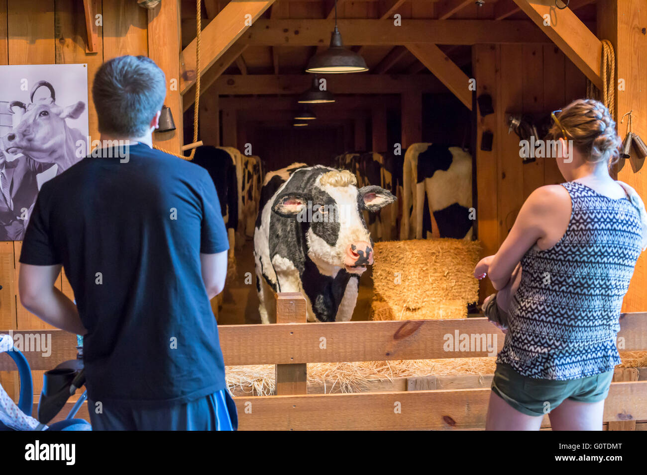 Charlotte, North Carolina - una mucca parlante che accoglie i visitatori che arrivano a Billy Graham Libreria. Foto Stock