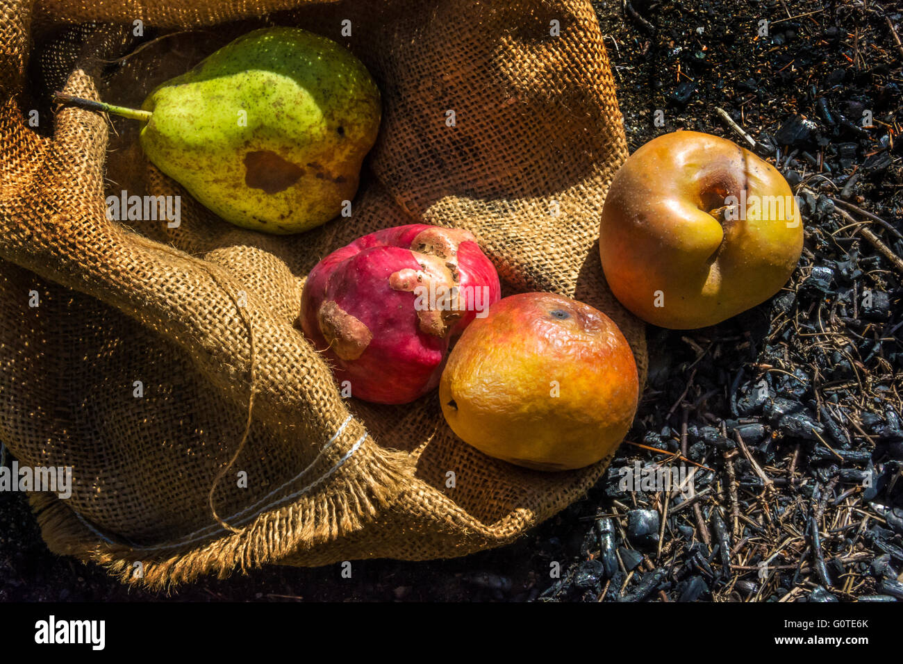 Poco attraente, frutta marcia capovolto da un sacchetto di tela sulla terra bruciata Foto Stock