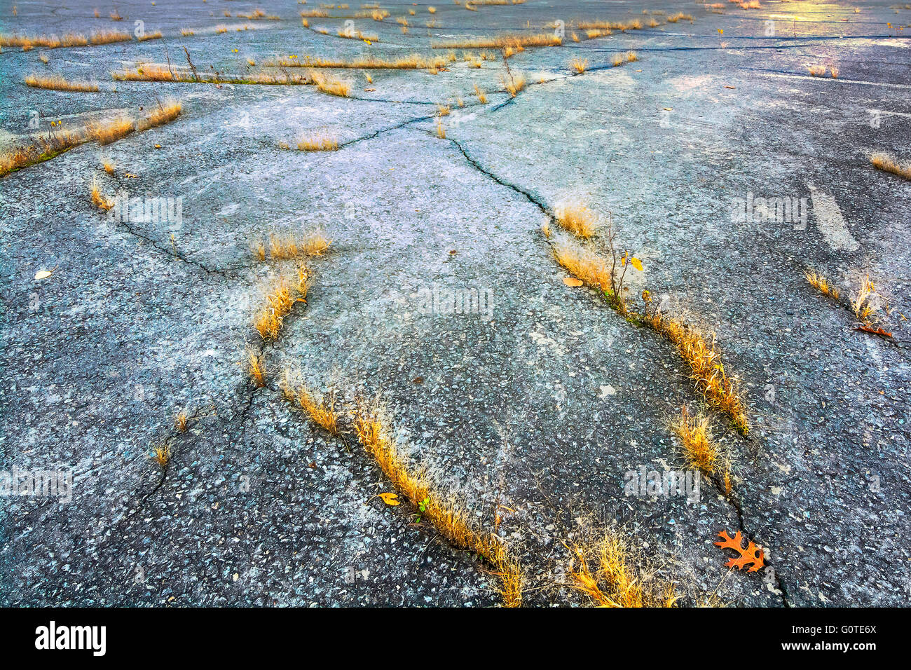 Abbandonata distesa di asfalto screpolato con emergenti piante con erbacce Foto Stock