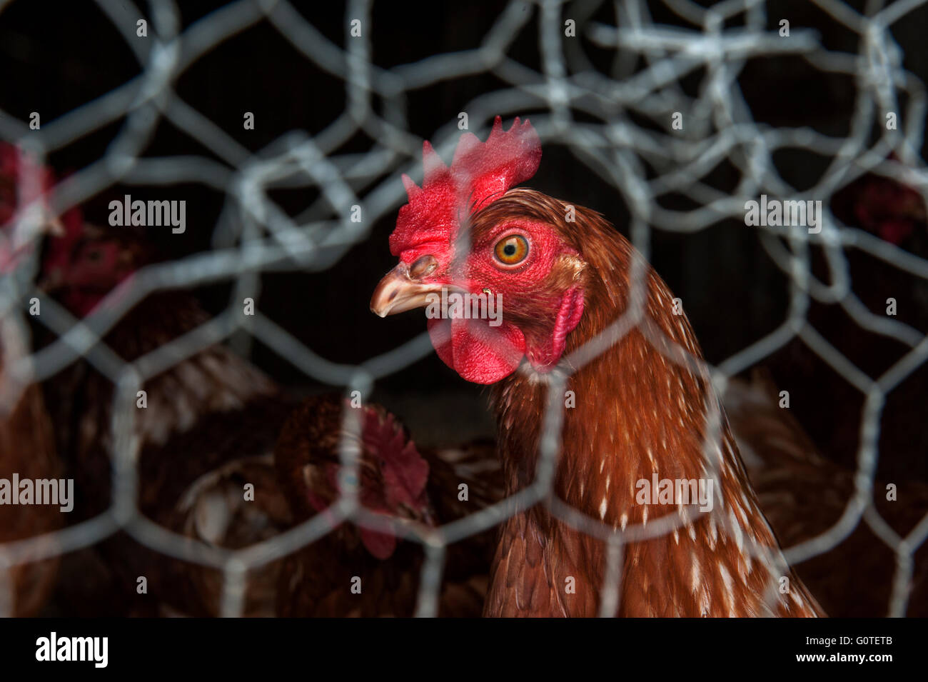 Close-up di un brown hen guardando attraverso un recinto di filo Foto Stock