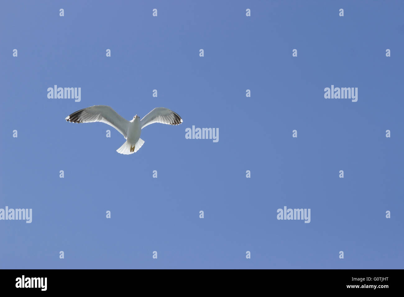 Ampia vista del cielo blu area e un giallo-gambe seagull (Famiglia Laridae, sp. Larus michahellis) in volo. Foto Stock