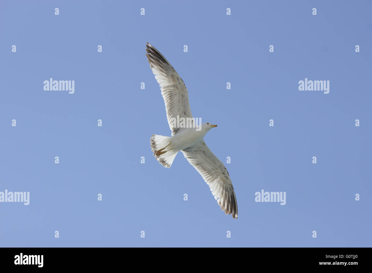 Giallo-gambe seagull (Famiglia Laridae, sp. Larus michahellis) battenti circondato da cielo blu Foto Stock
