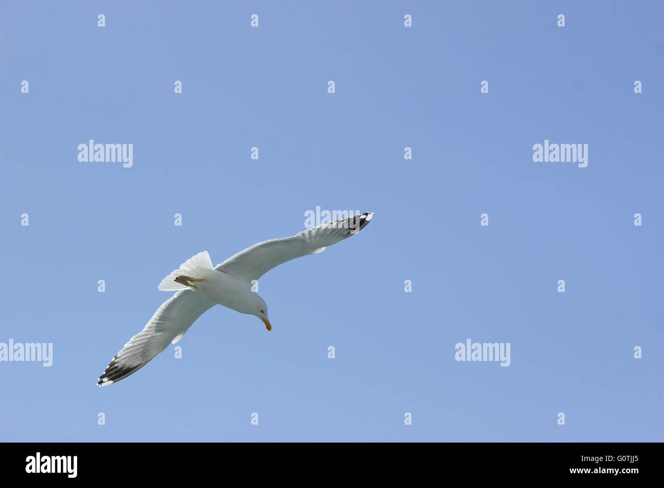 Ampia visuale del cielo area e un giallo-gambe seagull (Famiglia Laridae, sp. Larus michahellis) in volo. Foto Stock