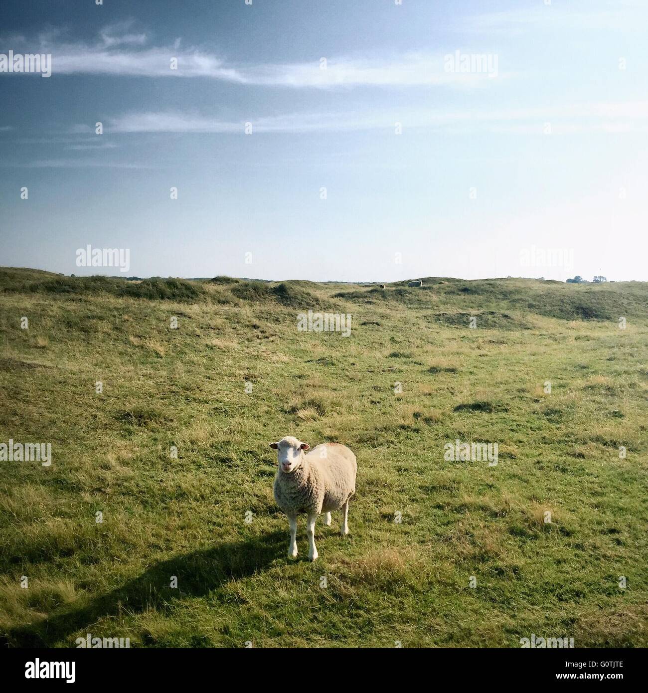 Ritratto di una pecora in piedi in un campo Foto Stock