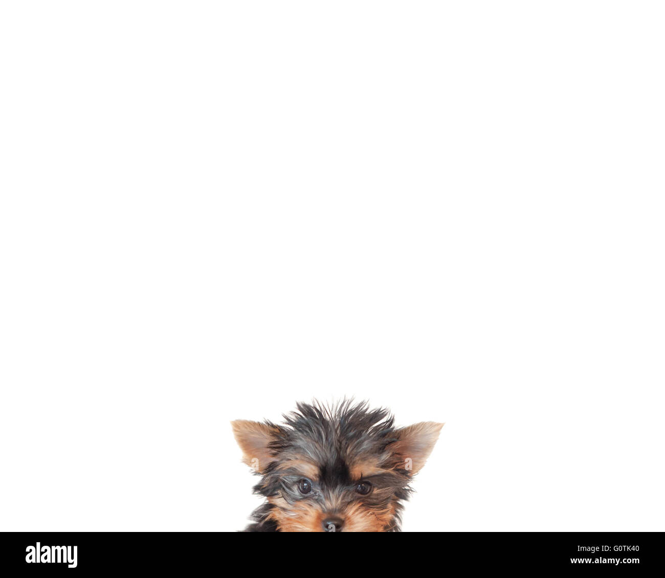 Close-up di un cucciolo di yorkie dog face Foto Stock