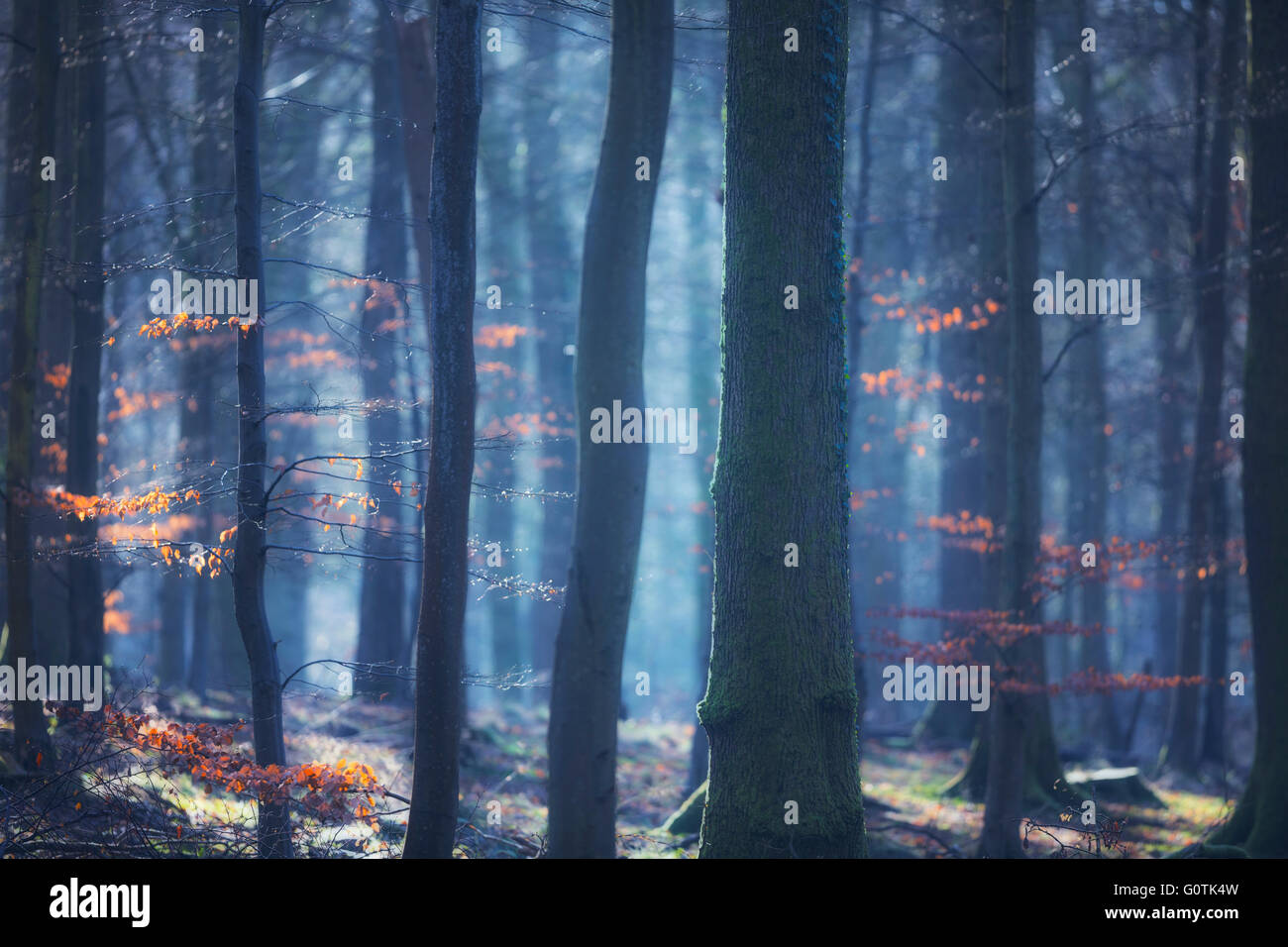 Boschi d'atmosfera, Foresta di Dean, Gloucestershire, Inghilterra, Regno Unito Foto Stock