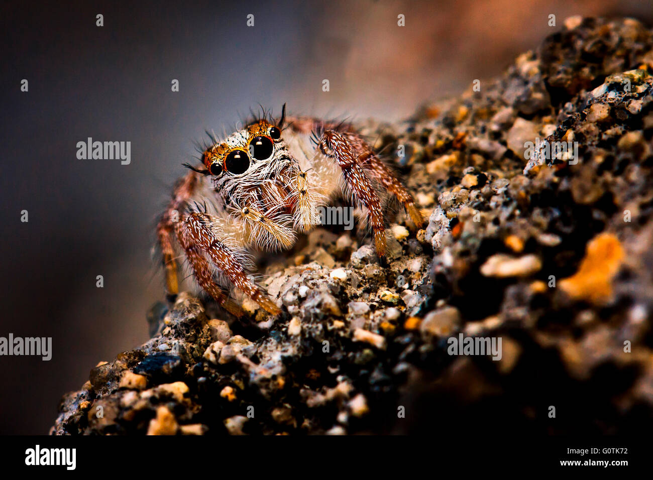 Ritratto di una Jumping Spider, Gorontalo, Indonesia Foto Stock