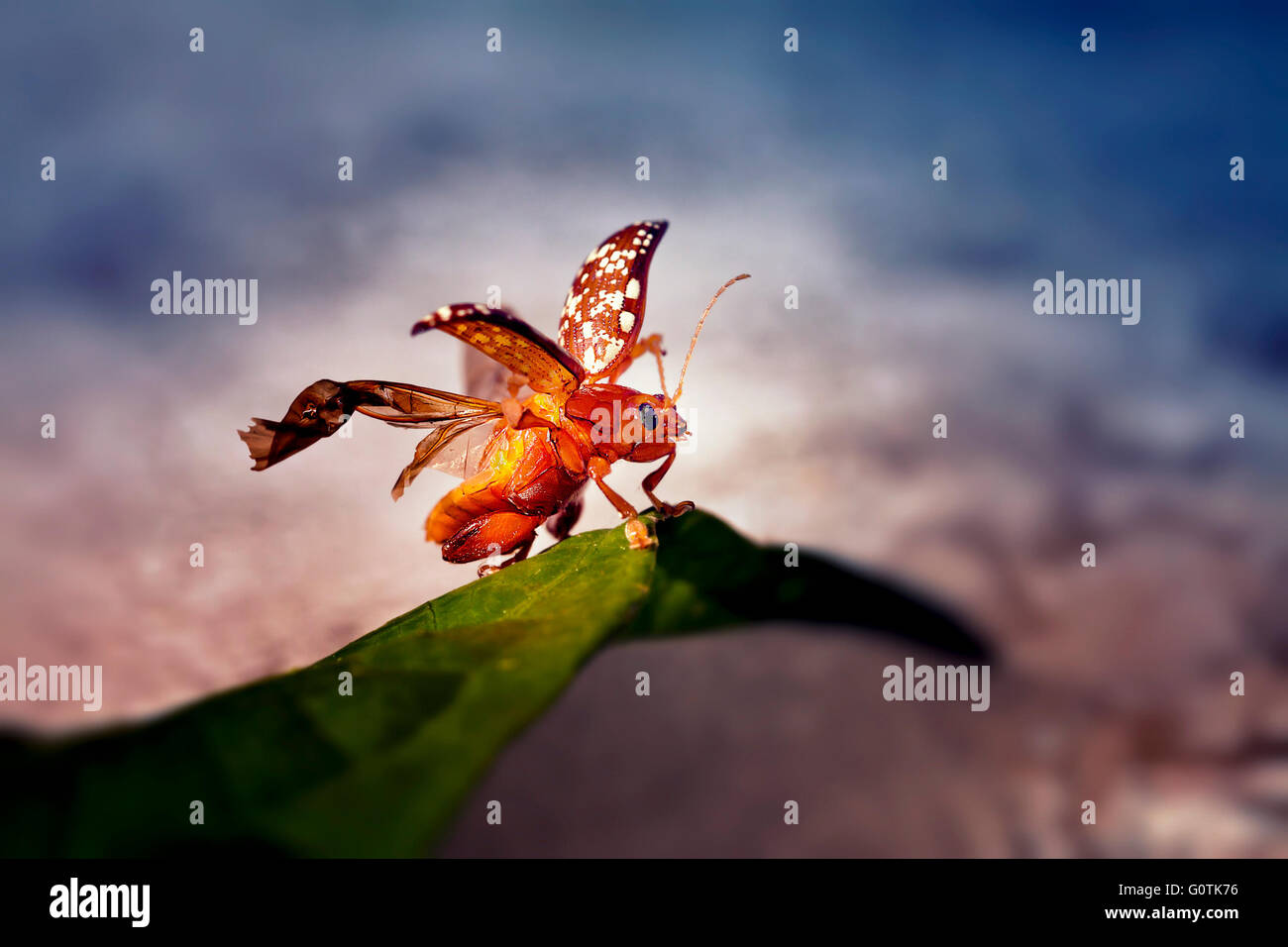 Bug su foglia con ali spiegate, Gorontalo, Indonesia Foto Stock