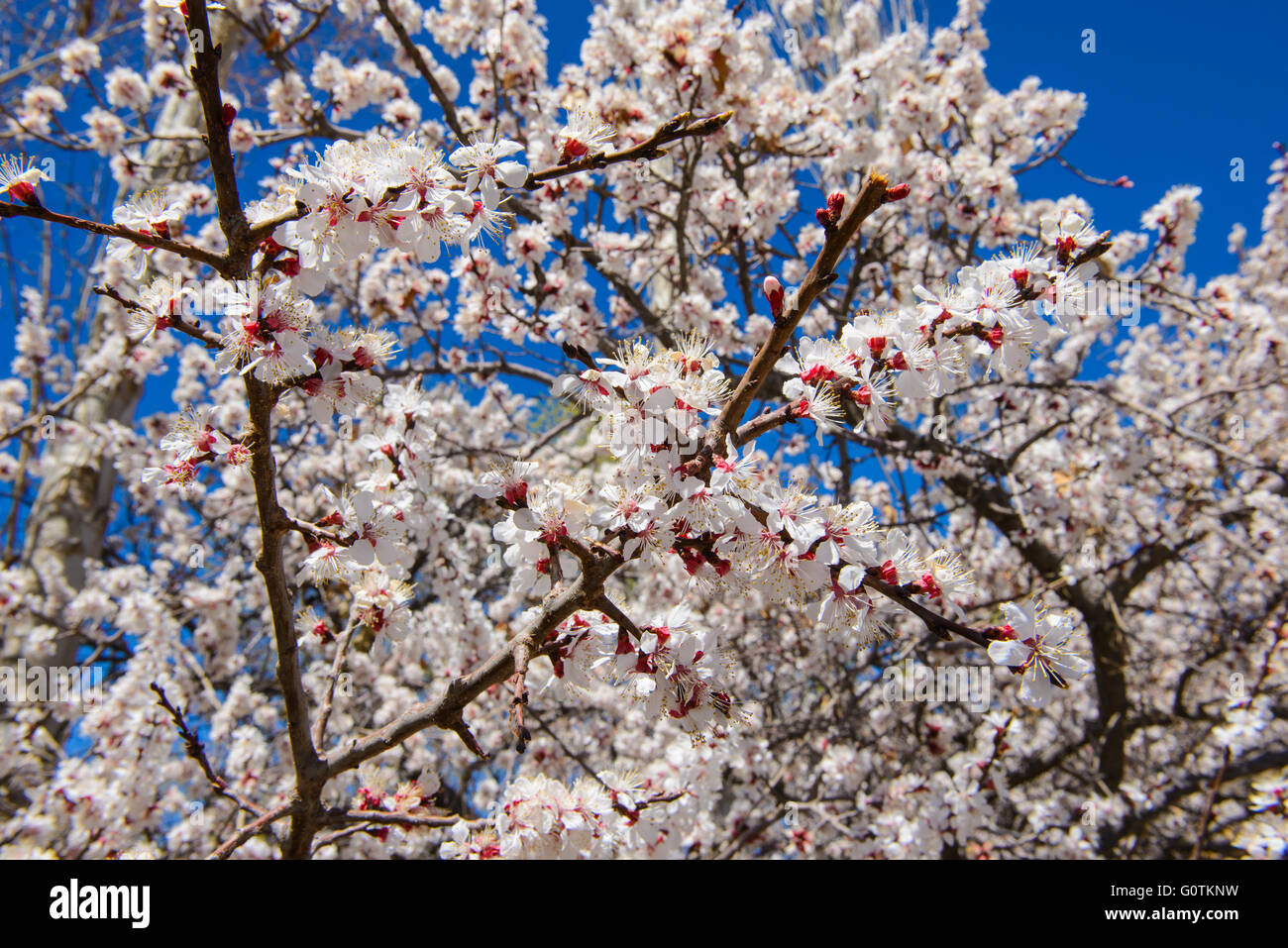 Vista di sakura Foto Stock