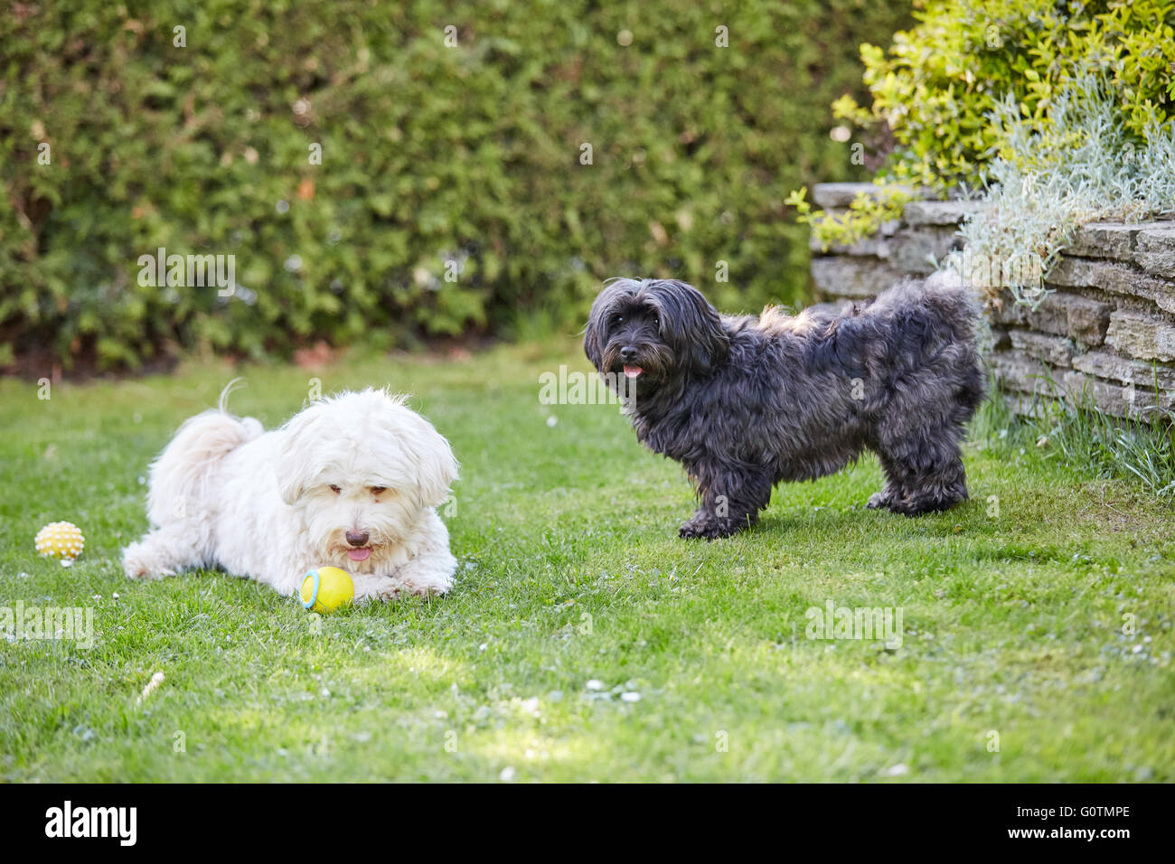 Bianco e nero havanese Cani giocando in giardino Foto Stock