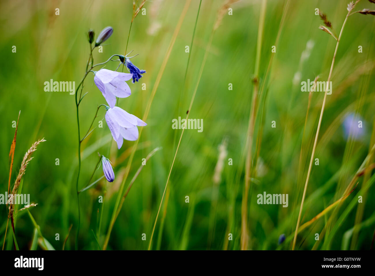 Un Harebell, Campanula rotundifolia, fioritura contro uno sfondo di erbe in un prato in North Yorkshire. Regno Unito. Foto Stock