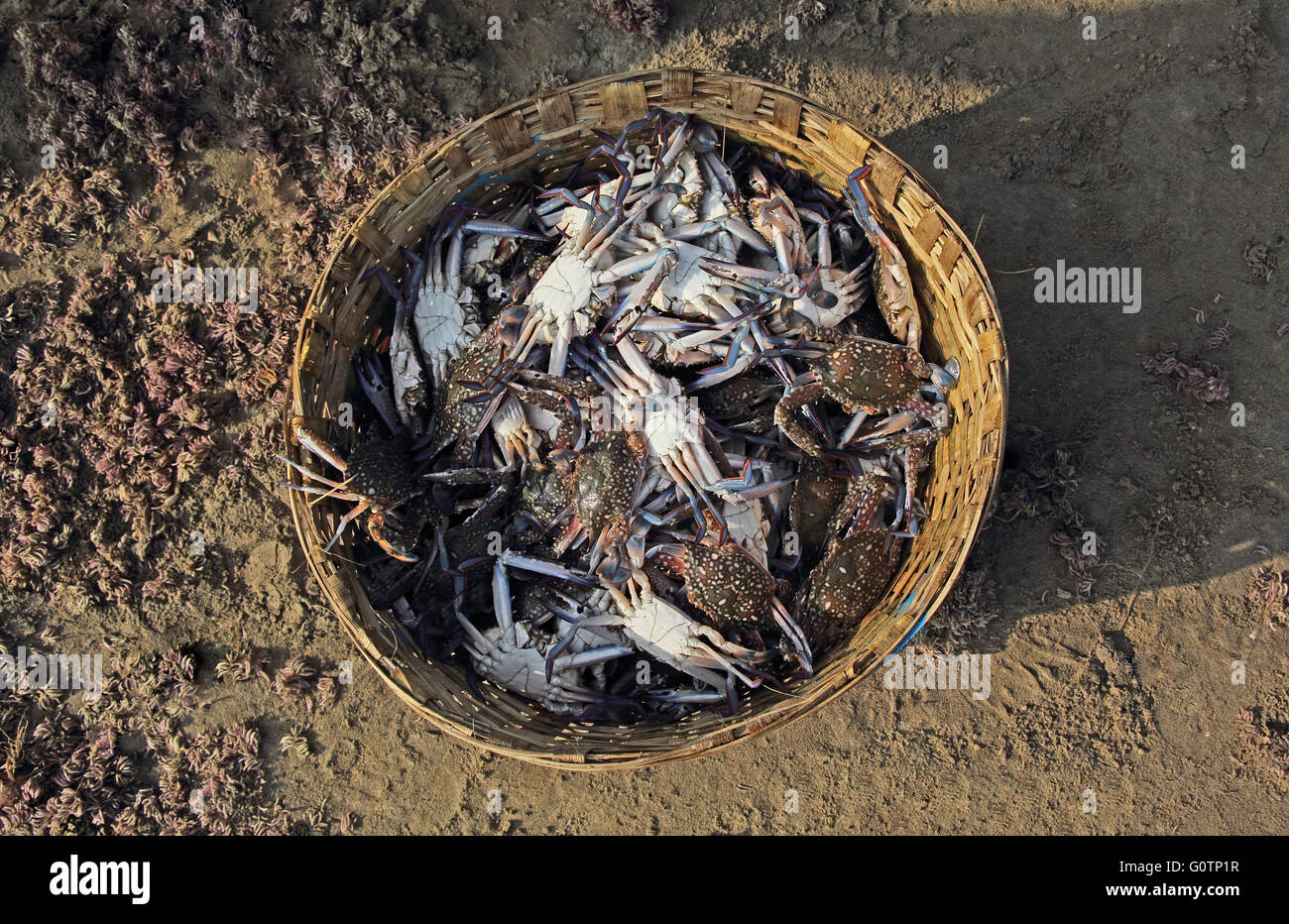 Appena pescato granchi in un cesto di vimini. Nome scientifico Portunus Pelagicus. Foto Stock