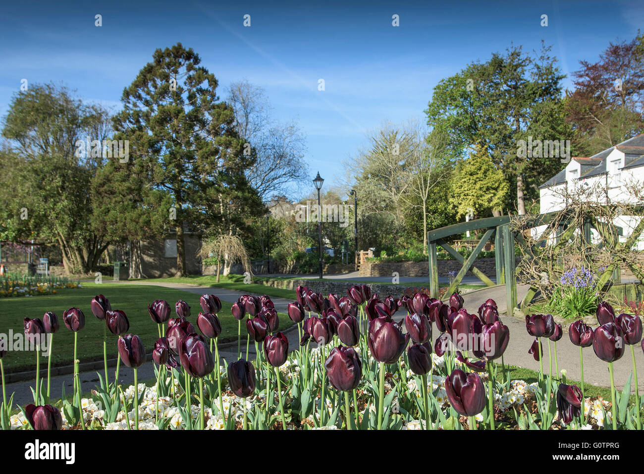 Un display di trionfo Havran tulipani in Trenance Gardens in Newquay, Cornwall. Foto Stock